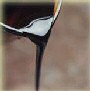 koffie siroop