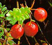 veenbes