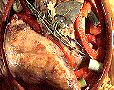 Wild Recept Zoeken